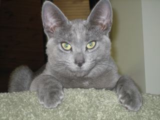 RussianBlue_kitten